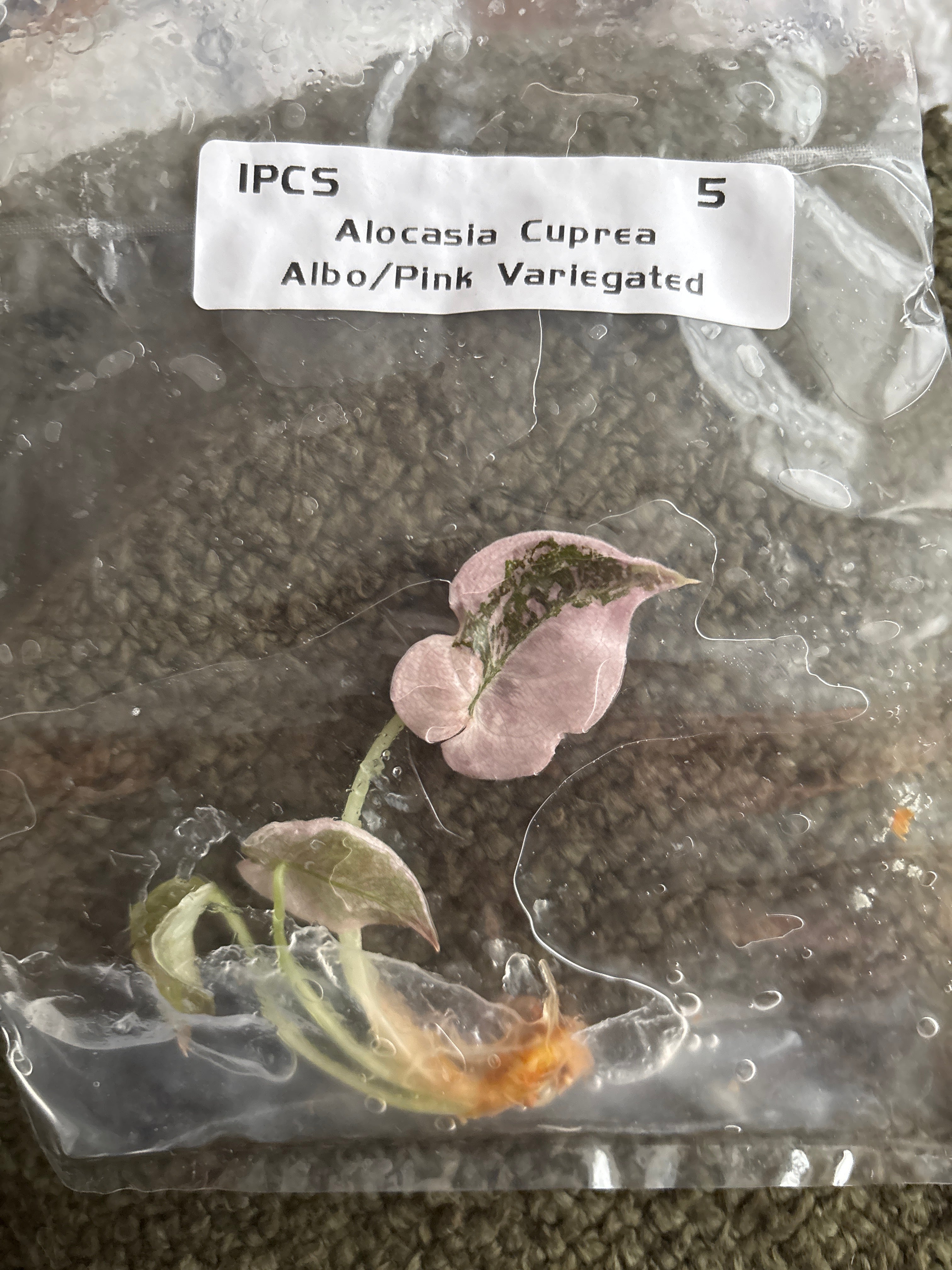 IMPORT - ALO Cuprea Super Pink